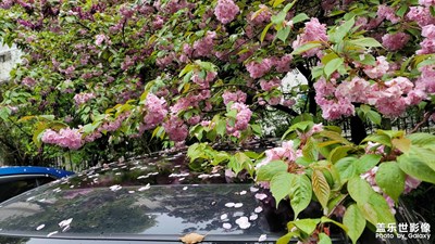 雨中落花