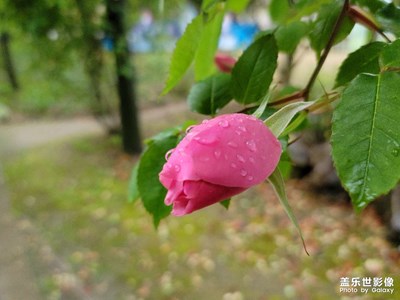 來(lái)朵小紅花