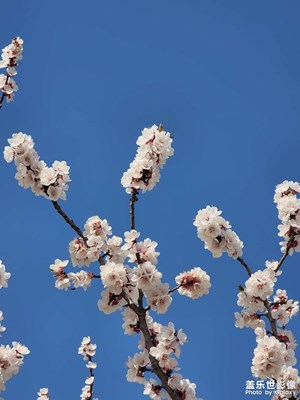 花開花落，又是一季