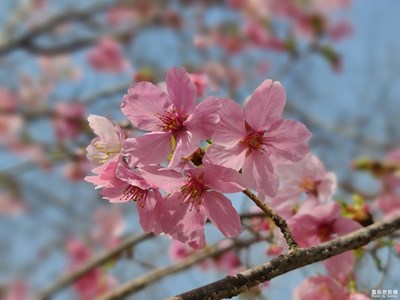 花靜開