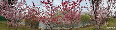 春天的花兒