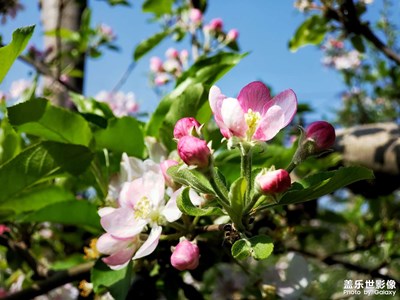 【新春星色彩】+蘋果花開