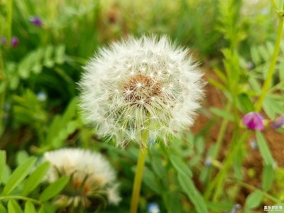 【新春星色彩】+毛毛球