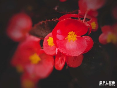 送你一朵花花