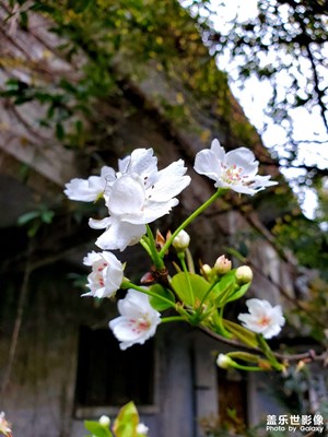 春花