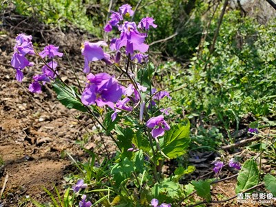 春暖花開(kāi)