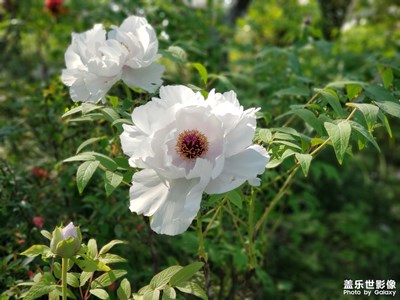 春日暖人，出門觀花