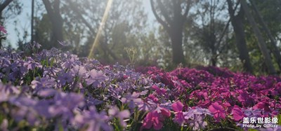 【新春星色彩】＋ 拍啥啥不會，就愛拍花花
