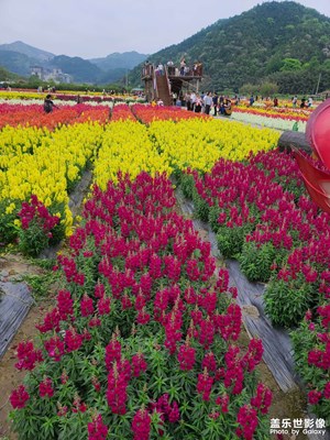 魯冰花