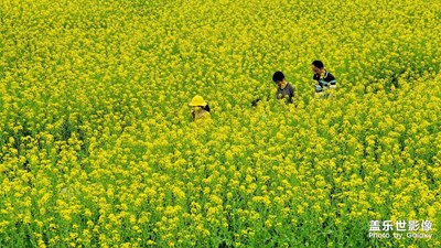 【新春星色彩】+古田油菜花