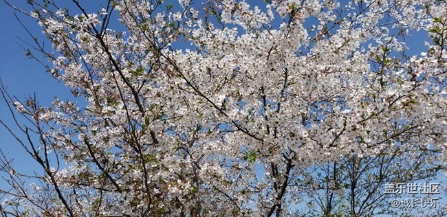 櫻花大道