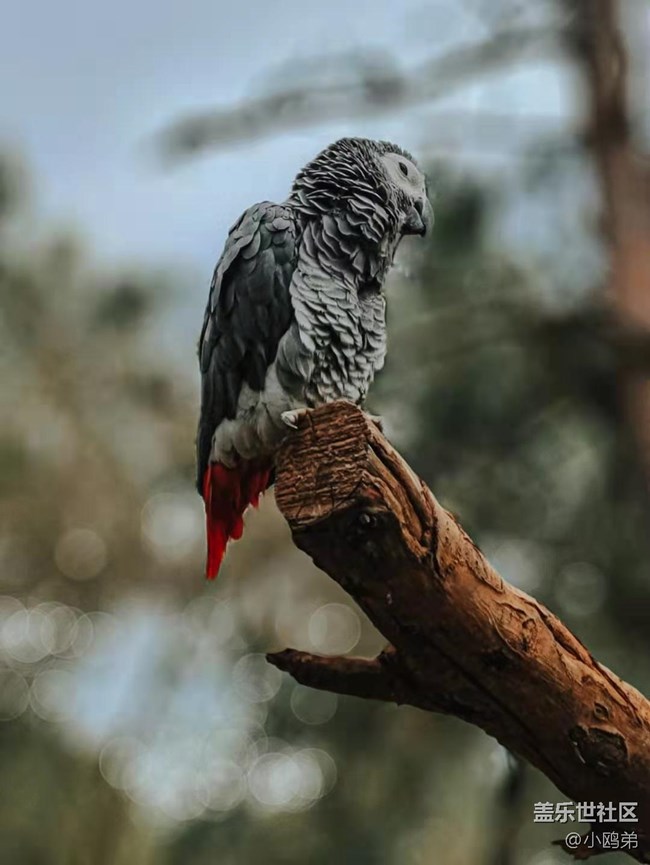 【Galaxy S21系列星粉體驗(yàn)團(tuán)】真旗艦，超越你想象！