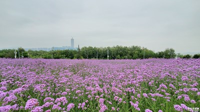 【新春星色彩】+春天來了