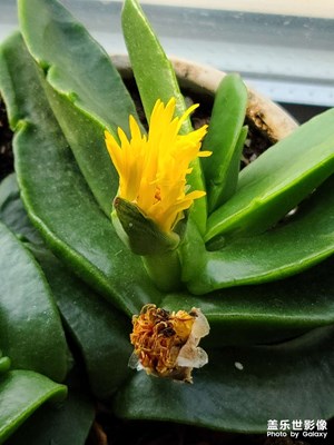 花開花落