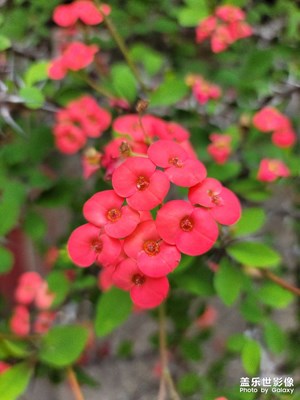 今天又路過，花兒還在開。