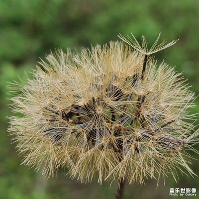 一些花