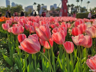 【新春星色彩】+百花齊放