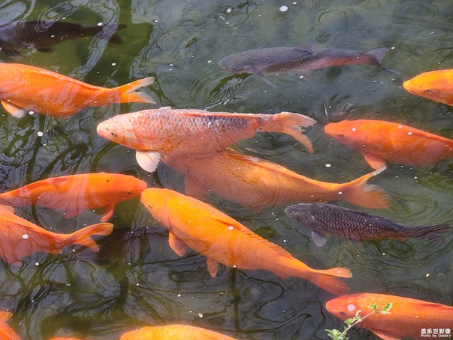 《每周星鮮事》 第61期