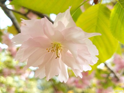 【新春星色彩】+繁花似錦