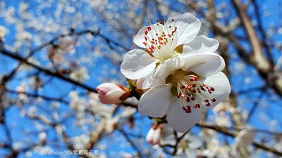 GalaxyS10+   山花爛漫