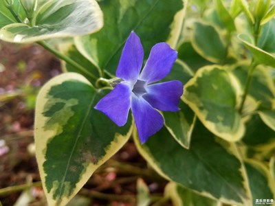 【新春星色彩】+野花也美麗