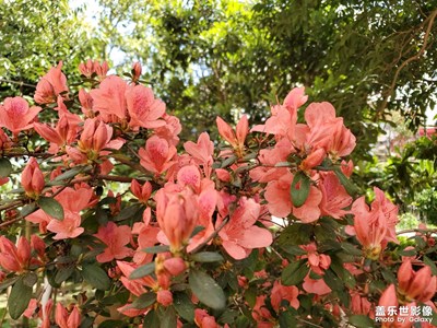 3月的花