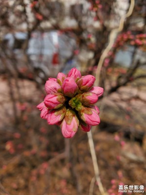 小花朵朵開(kāi)