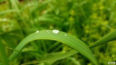 【新春星色彩】+春草