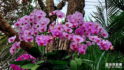 蝴蝶蘭