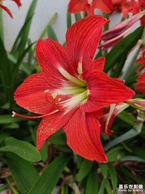 朱頂紅