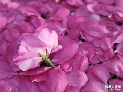 風(fēng)吹花落