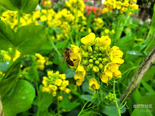 【Galaxy S21系列星粉體驗(yàn)團(tuán)】實(shí)力不俗，更愛顏值!