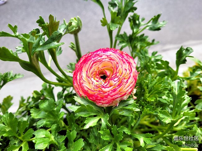 【Galaxy S21系列星粉體驗(yàn)團(tuán)】實(shí)力不俗，更愛顏值!