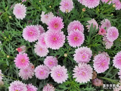 百花盛開
