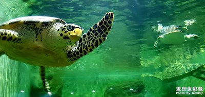 上海動物園里得來的照片