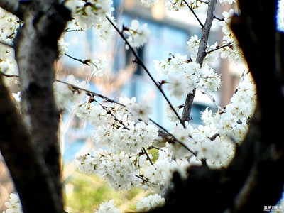 【霸屏朋友圈】+櫻花如雪