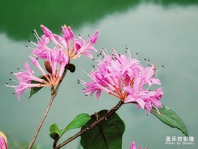 【霸屏朋友圈】+手機上一些不知名的小花