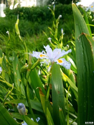 【新春星色彩】+鳶尾花開