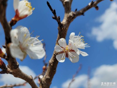 春天到了，花開了