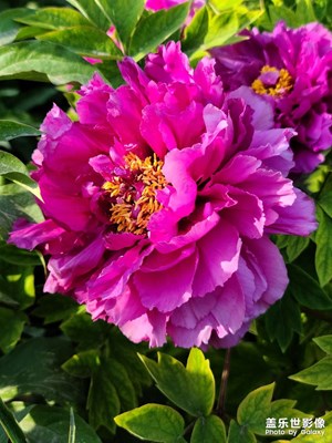 牡丹花開