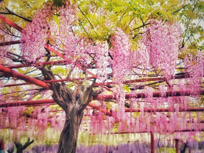 【霸屏朋友圈】+Galaxy S21+鏡頭下的紫藤花