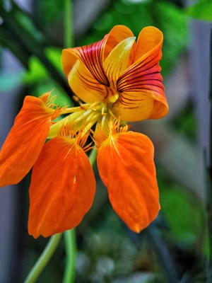 【霸屏朋友圈】+凌霄花