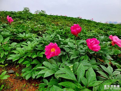 洋湖濕地公園之芍藥