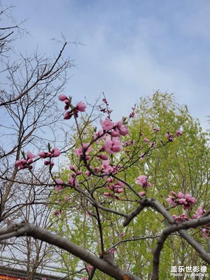 山桃花
