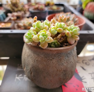 生活，有點(diǎn)樂趣為好