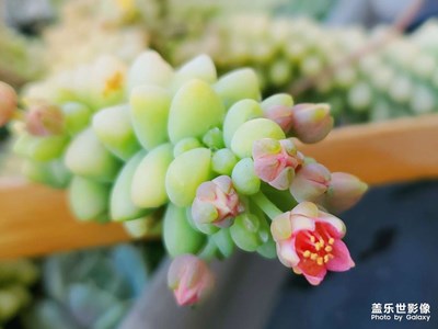 養(yǎng)了多年的肉，花開了??