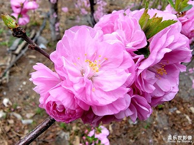杏花真的很漂亮