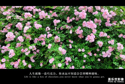 薔薇