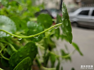 雨后的水滴??