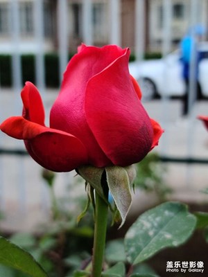 月季花